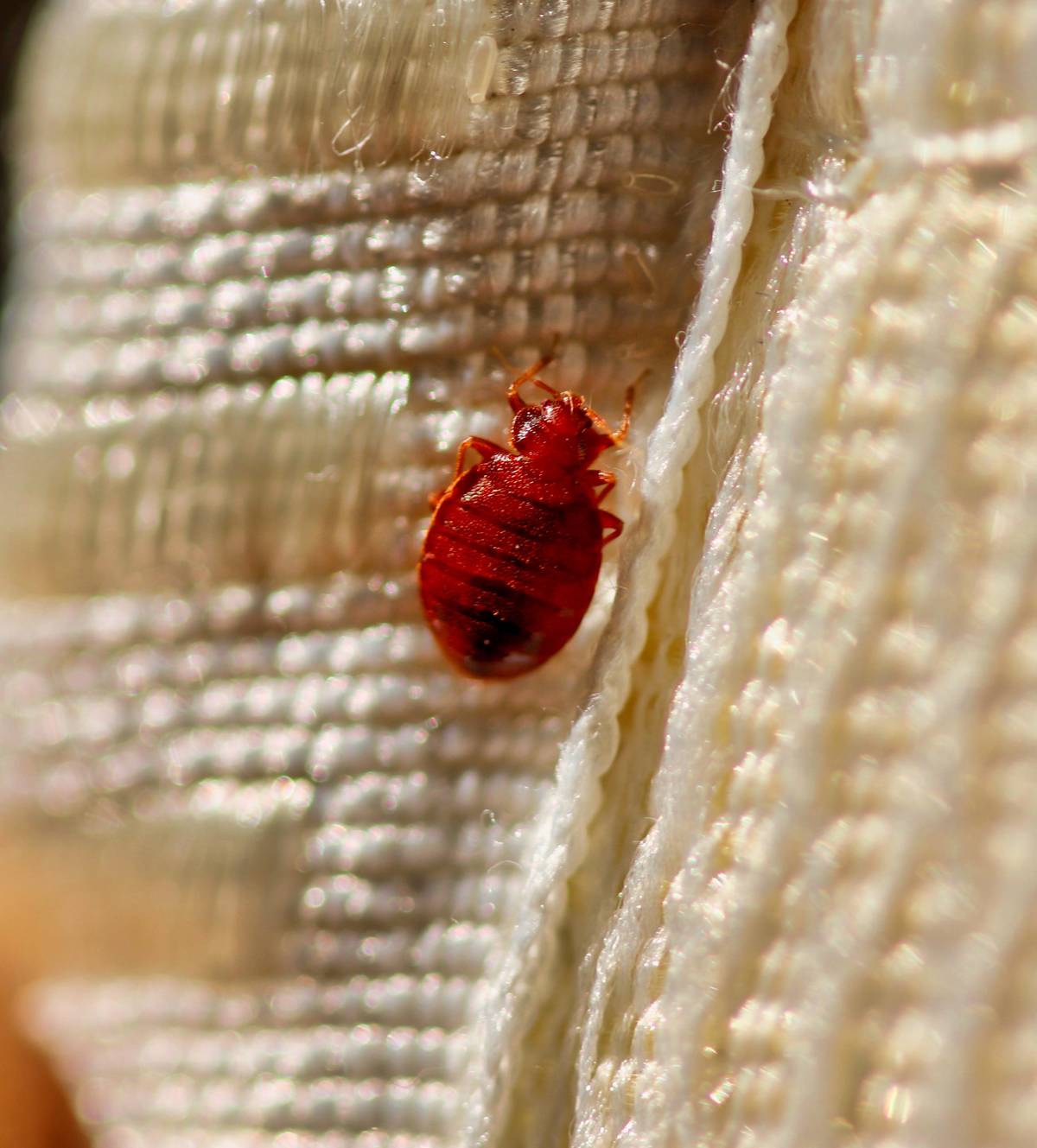 macro shot of bed bug on mattress