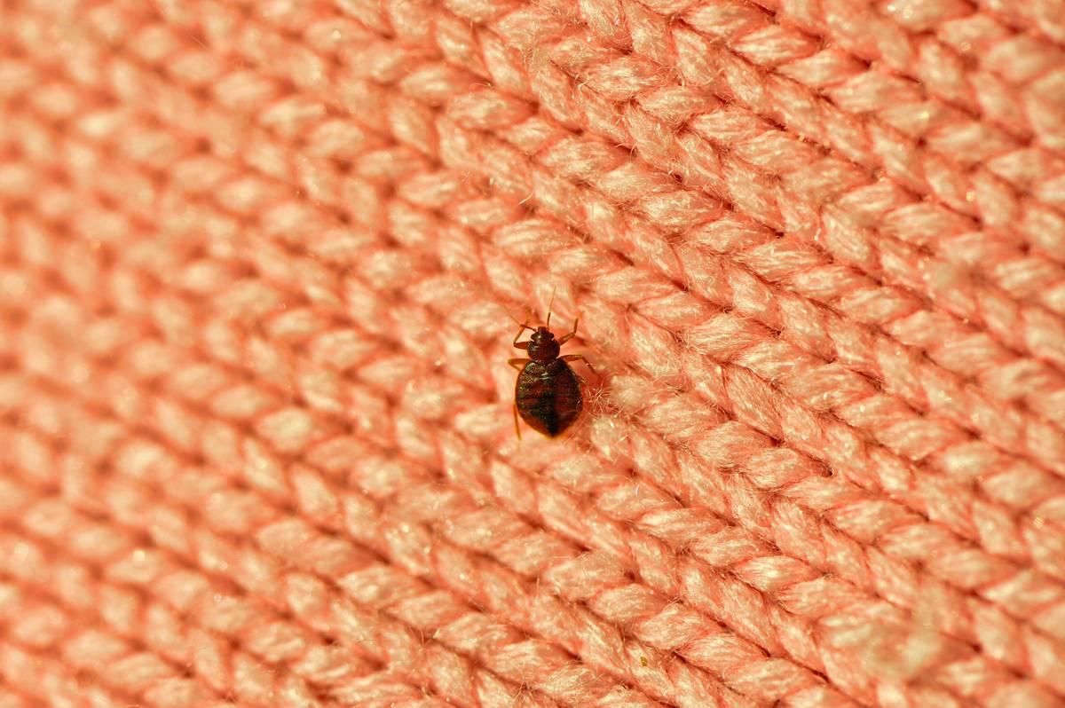 Bed Bug Macro Image
