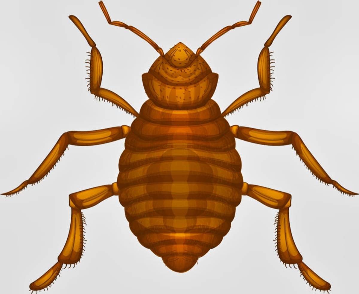 Bed Bug Life Cylce Nymph Stage Illustration