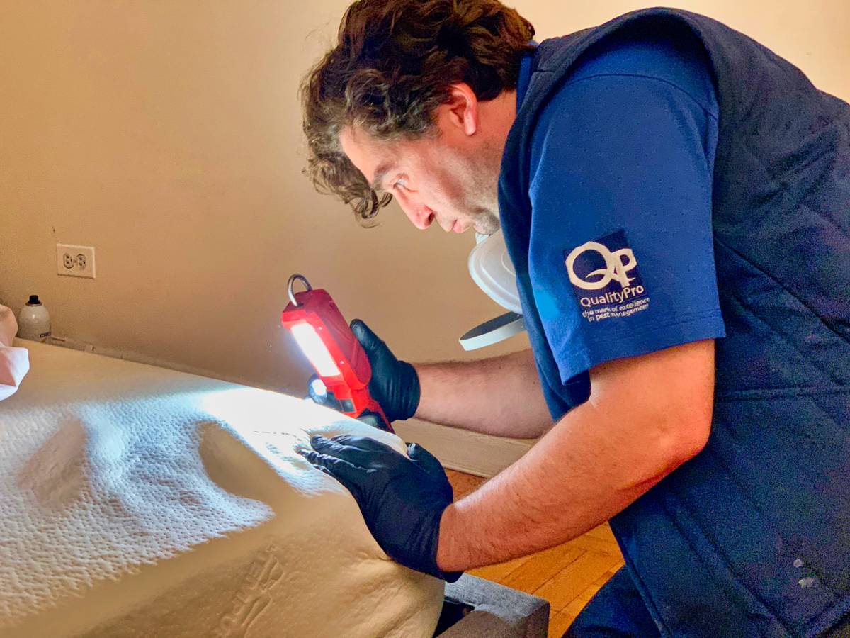Visual Inspection for Bed Bugs in NYC Apartment
