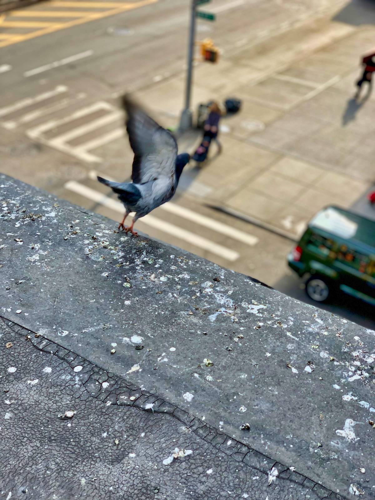 Bird Flying Off of Roof Ledge With Droppings
