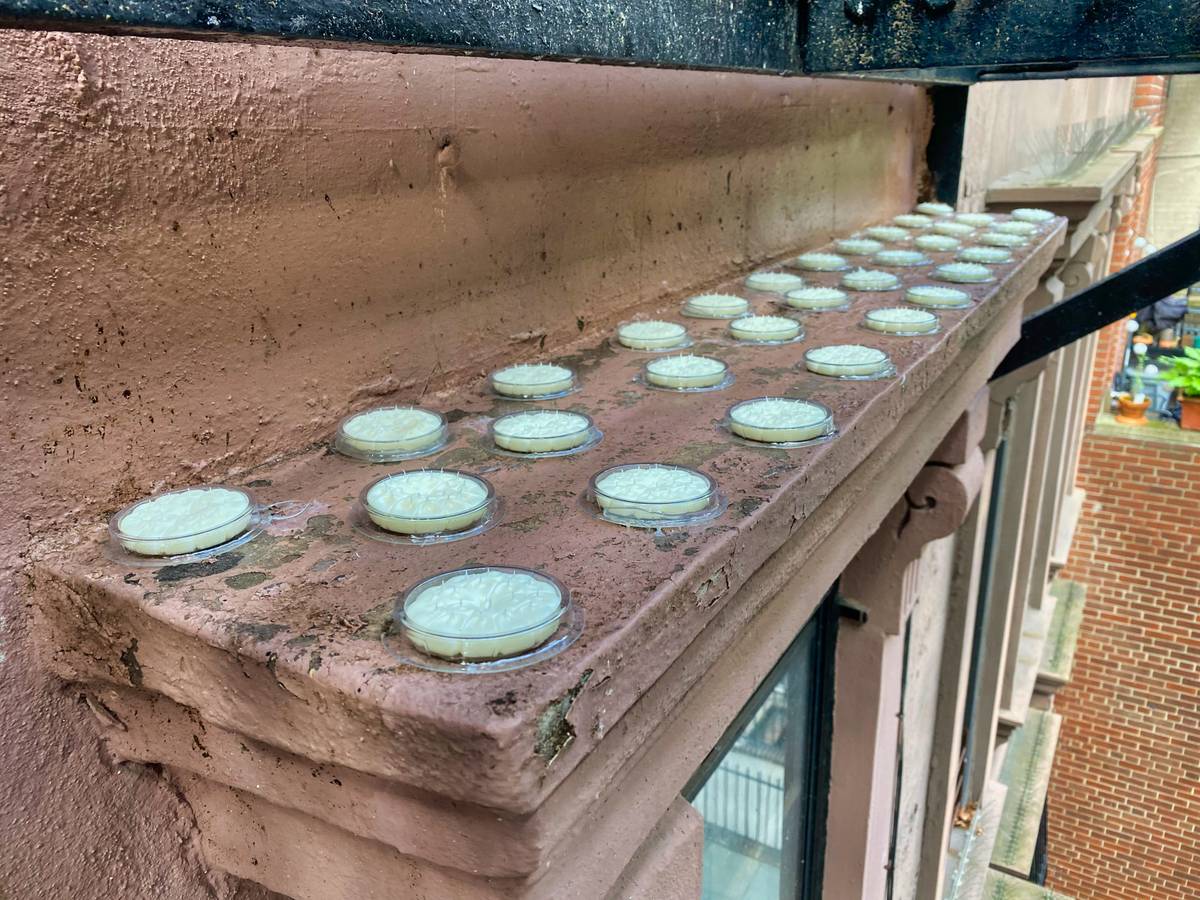 Gel repellent disks on building stucco facade nyc