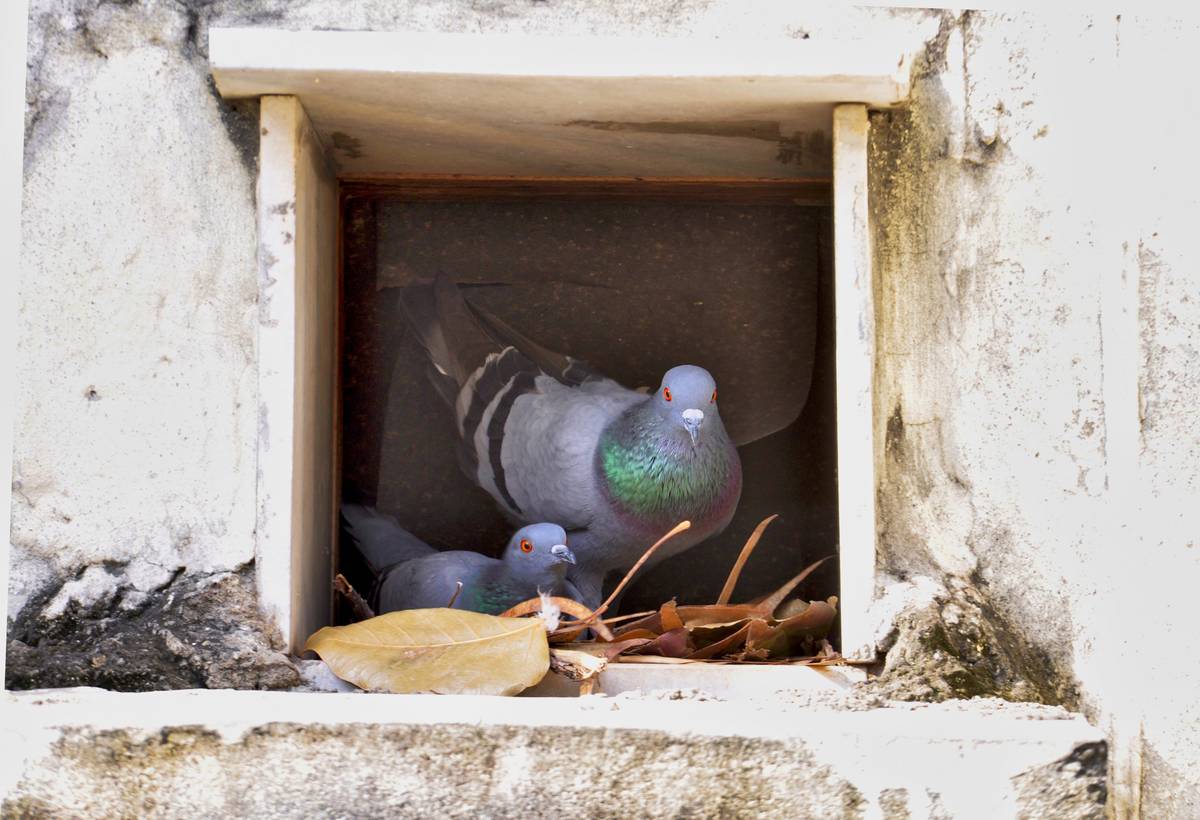 Pigeons nesting