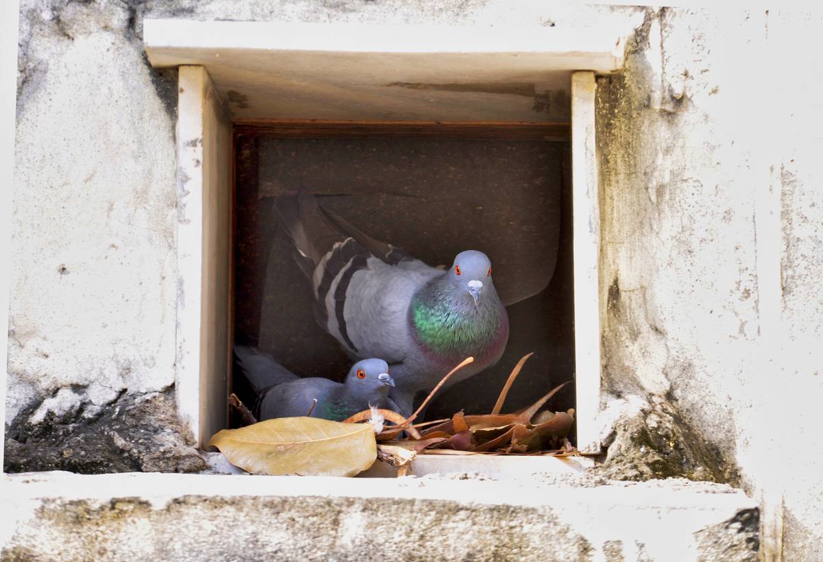 How to Keep Pigeons Off Your Balcony - Pest Detective