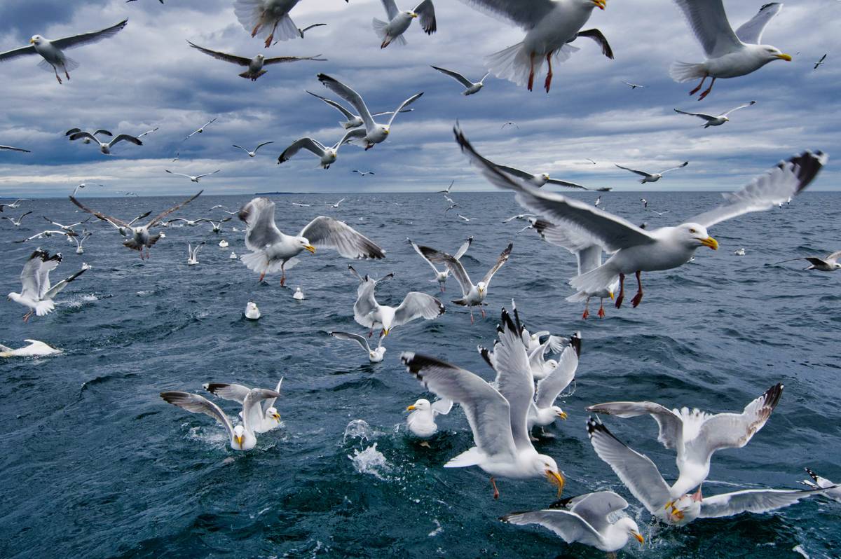 Seagull or Seabird flock over water
