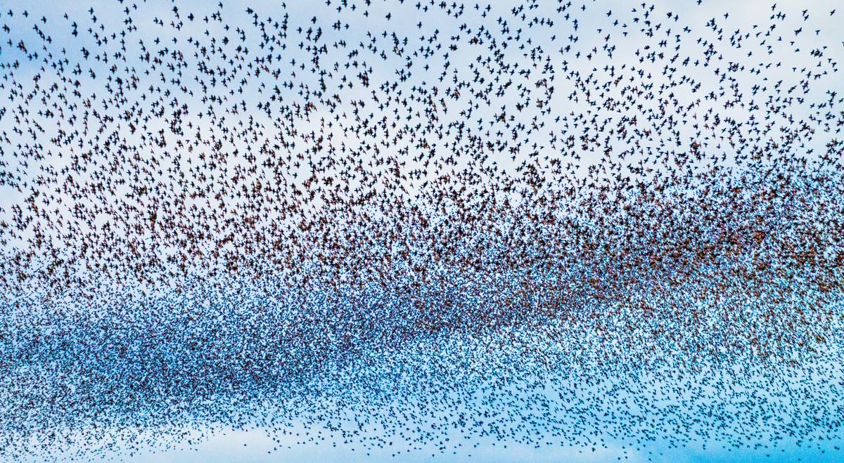 Starling flock flying away