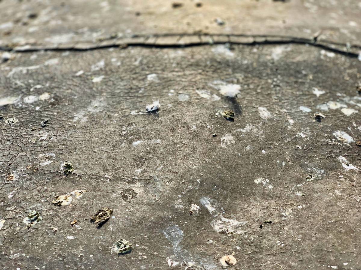 example of bird droppings