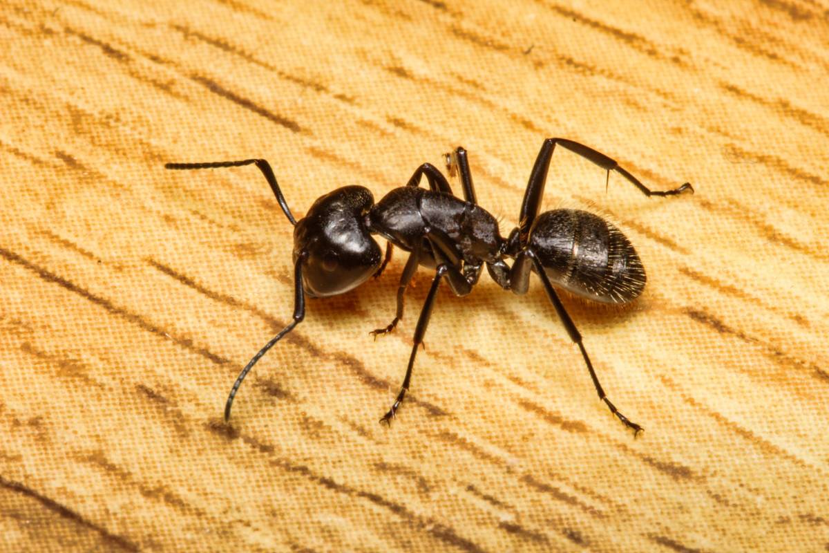 ant walking on wood surface