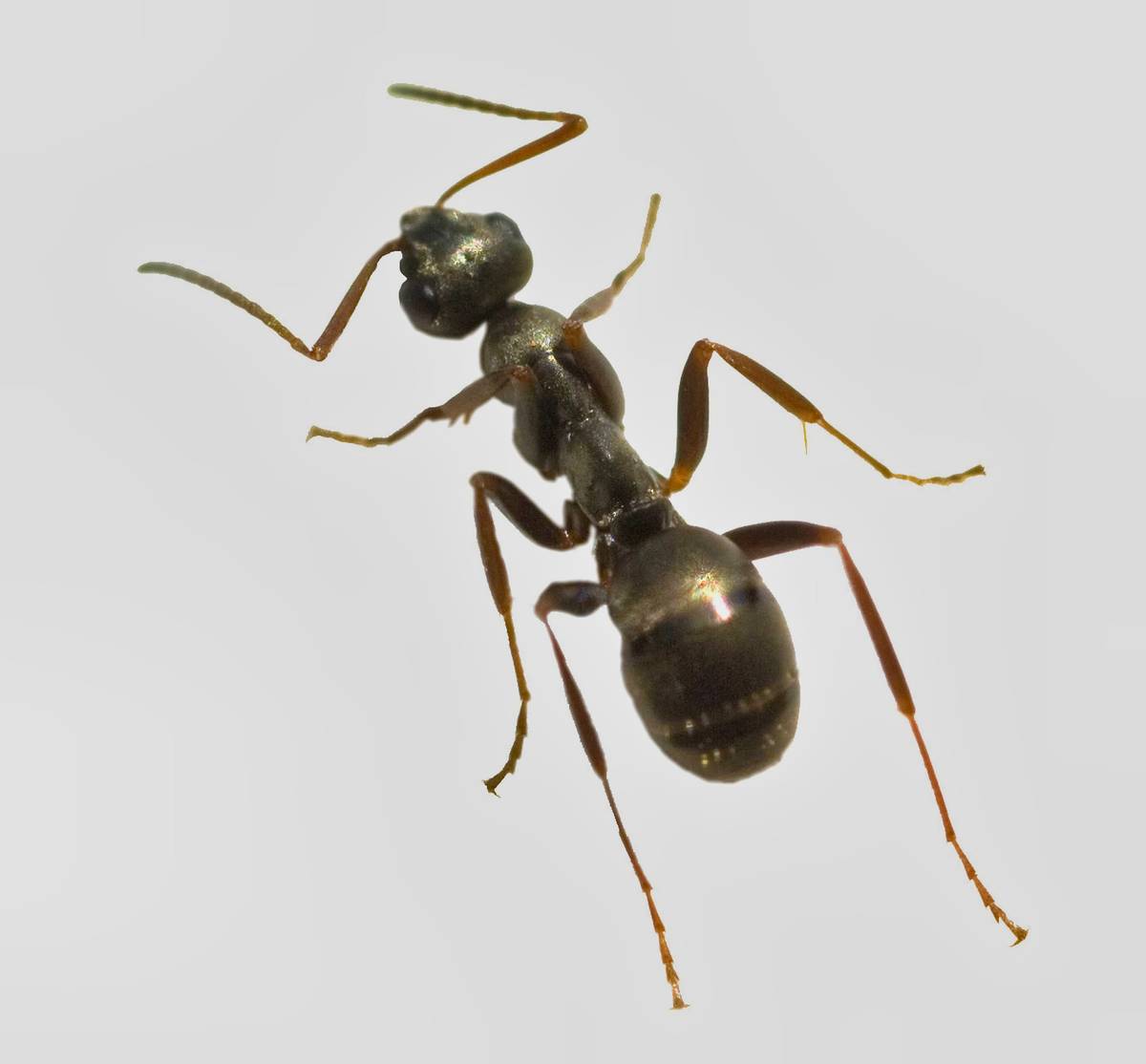 Photo of Pavement Ant for extermination services in NYC