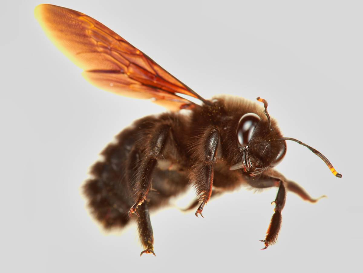 Carpenter Bee Species