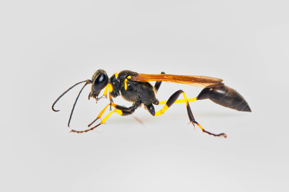 picture of a Solitary Wasp Species
