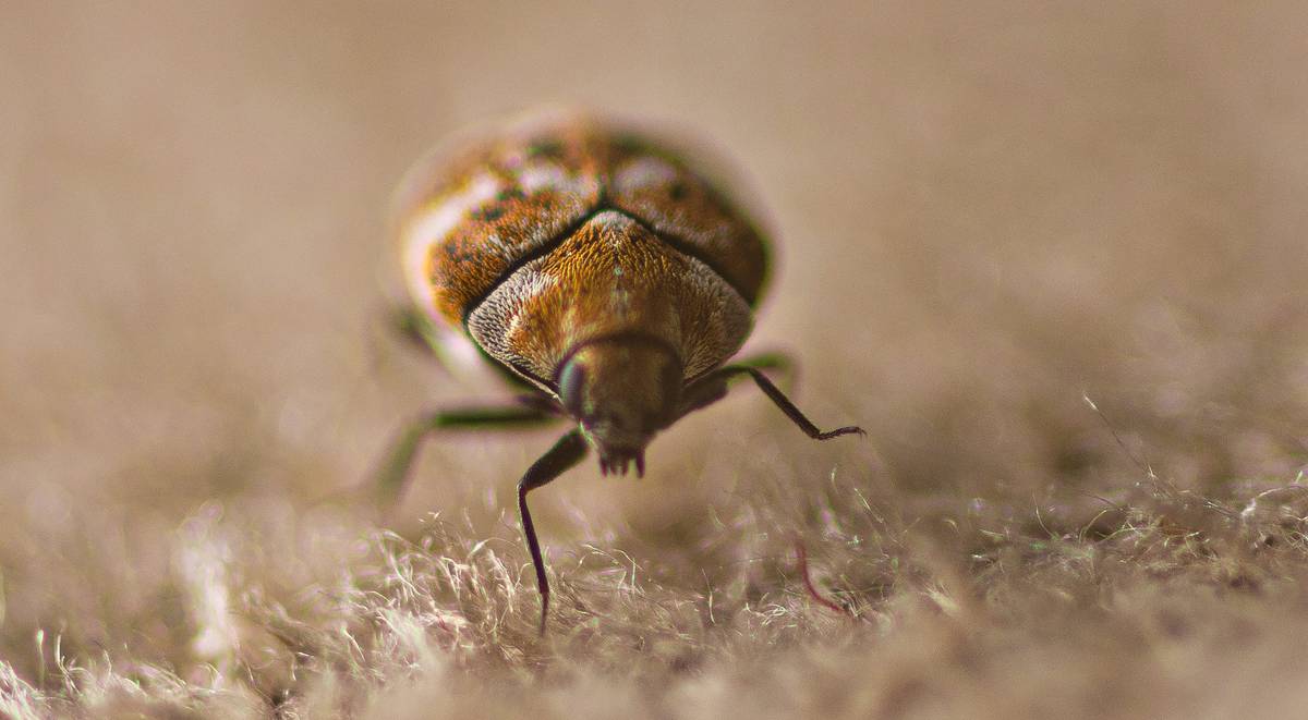 Carpet Beetle Macro shot