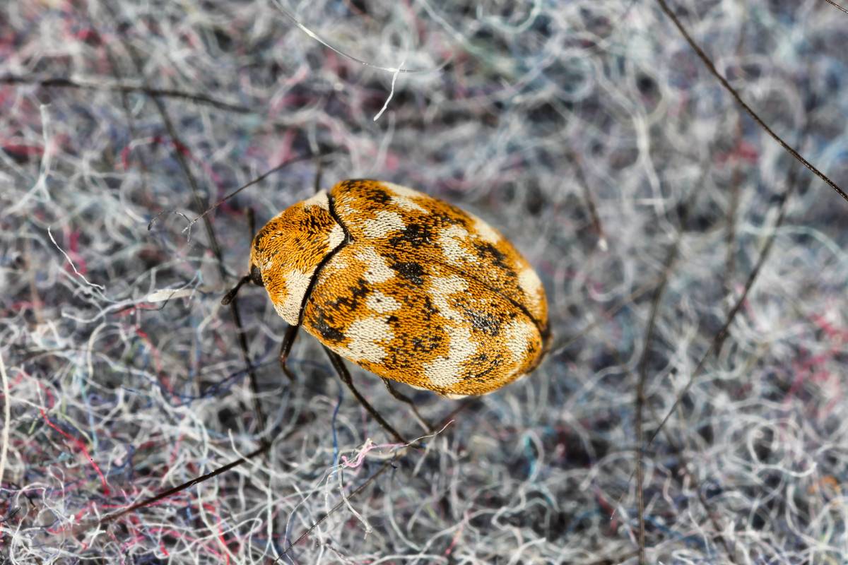 carpet beetle crawling on rug