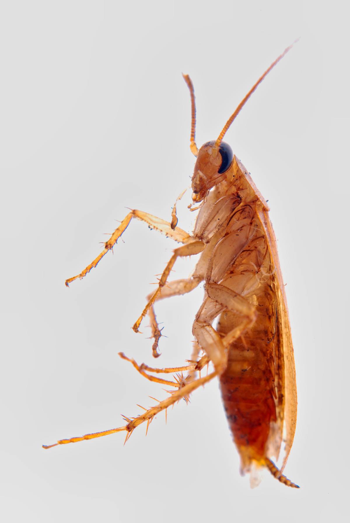 german cockroach species
