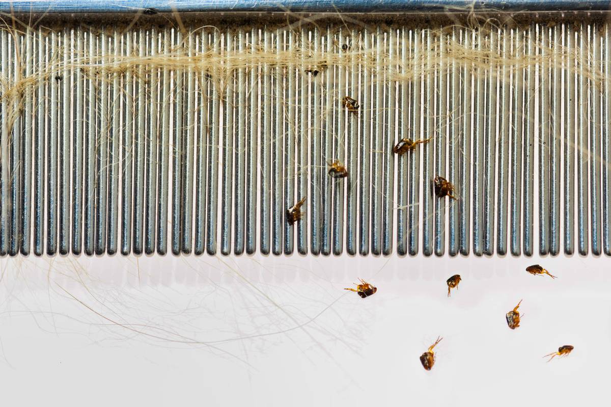 Flea on a comb