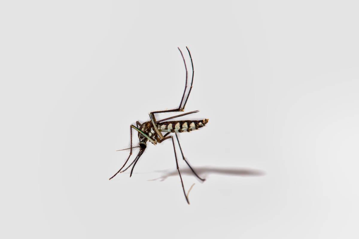 Asian Tiger Aedes Species Mosquito