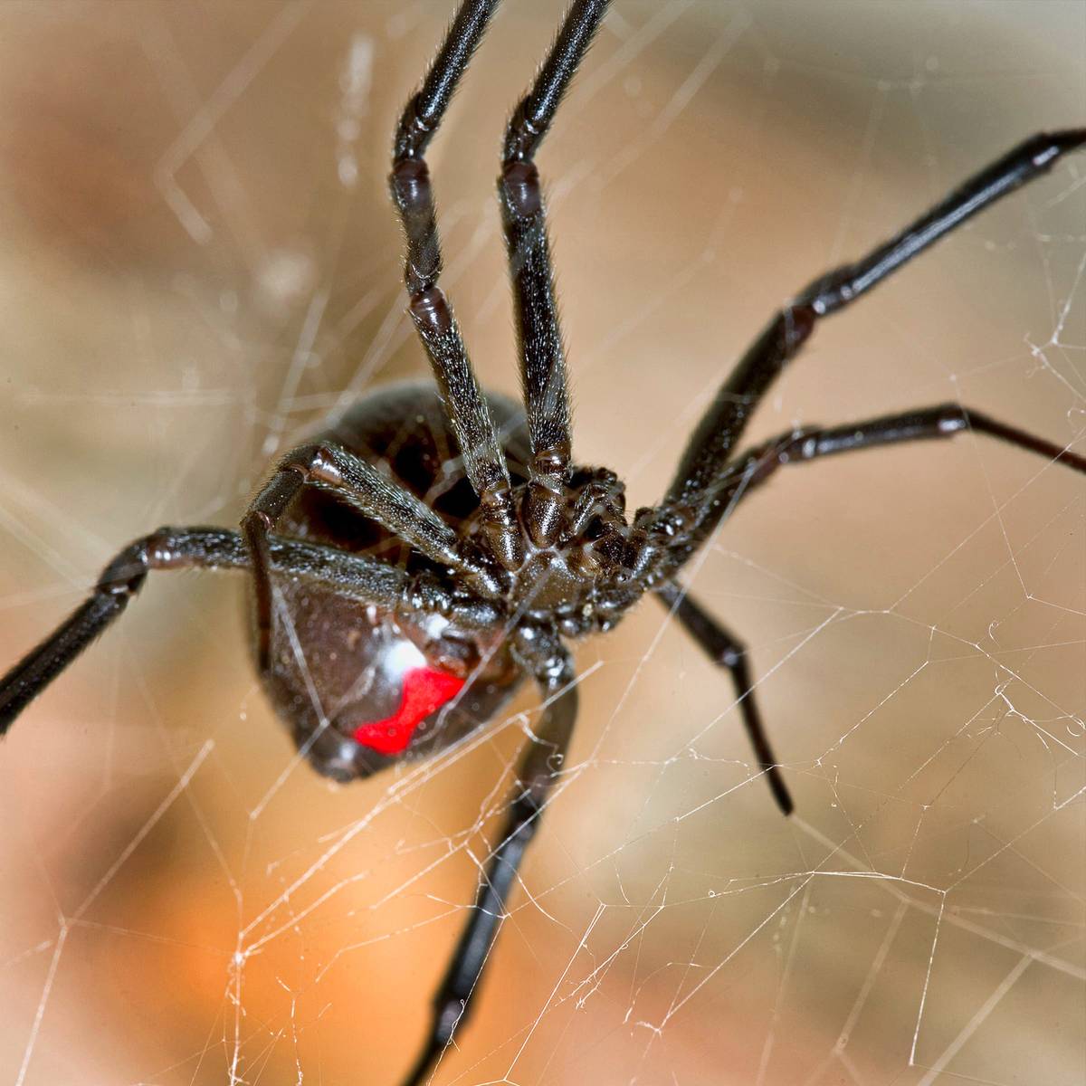 Black Widow Spider Species