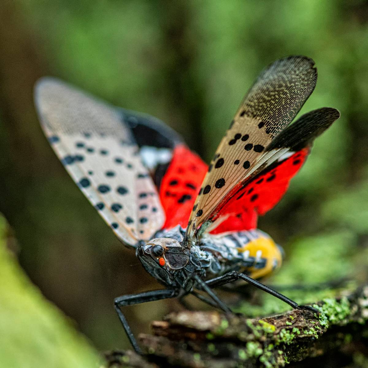 Spotted Lanternfly species