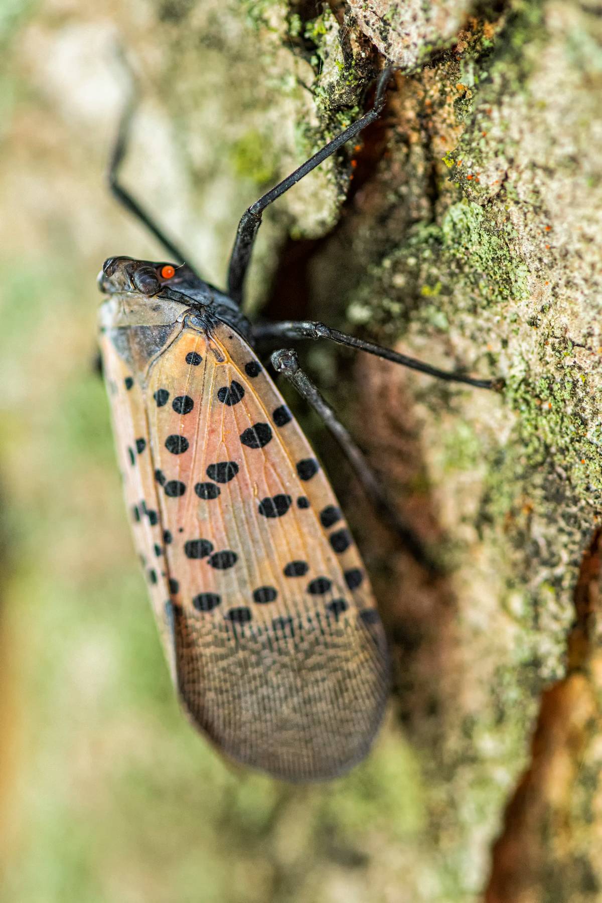 Spotted Lanternfly species