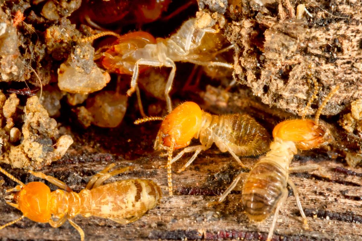 Termites eating through wood
