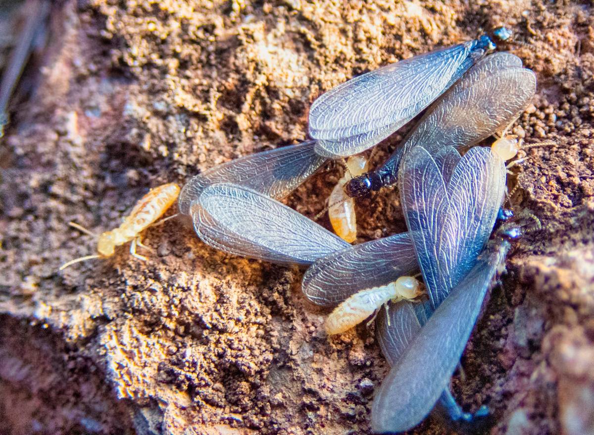 Termites crawling on Ground