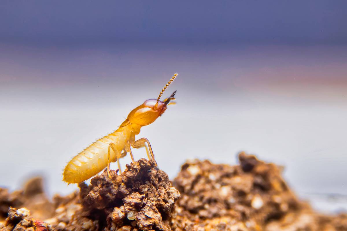 colony of Termites in Soil