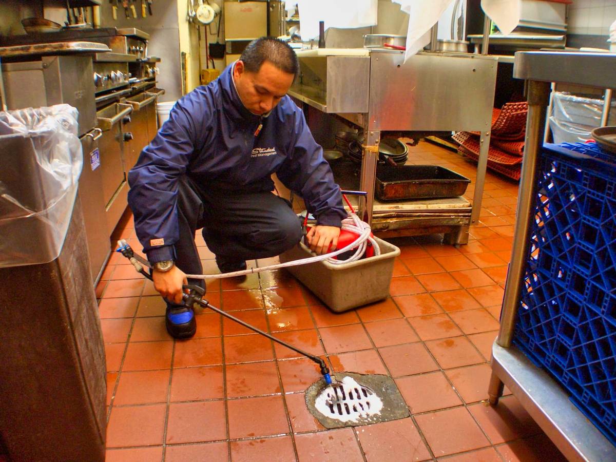 Fly Drain Cleaning NYC | Standard Pest Management