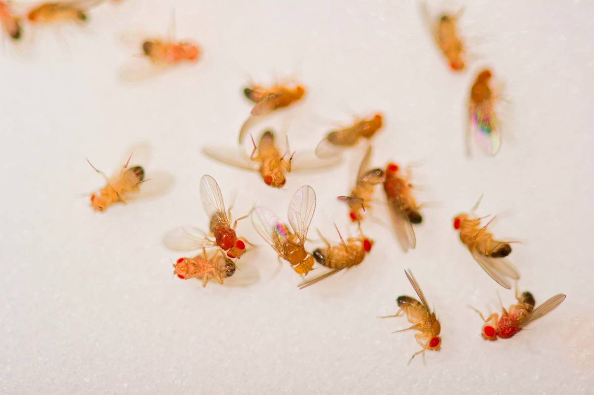 Fruit Fly Treatment & extermination services in NYC