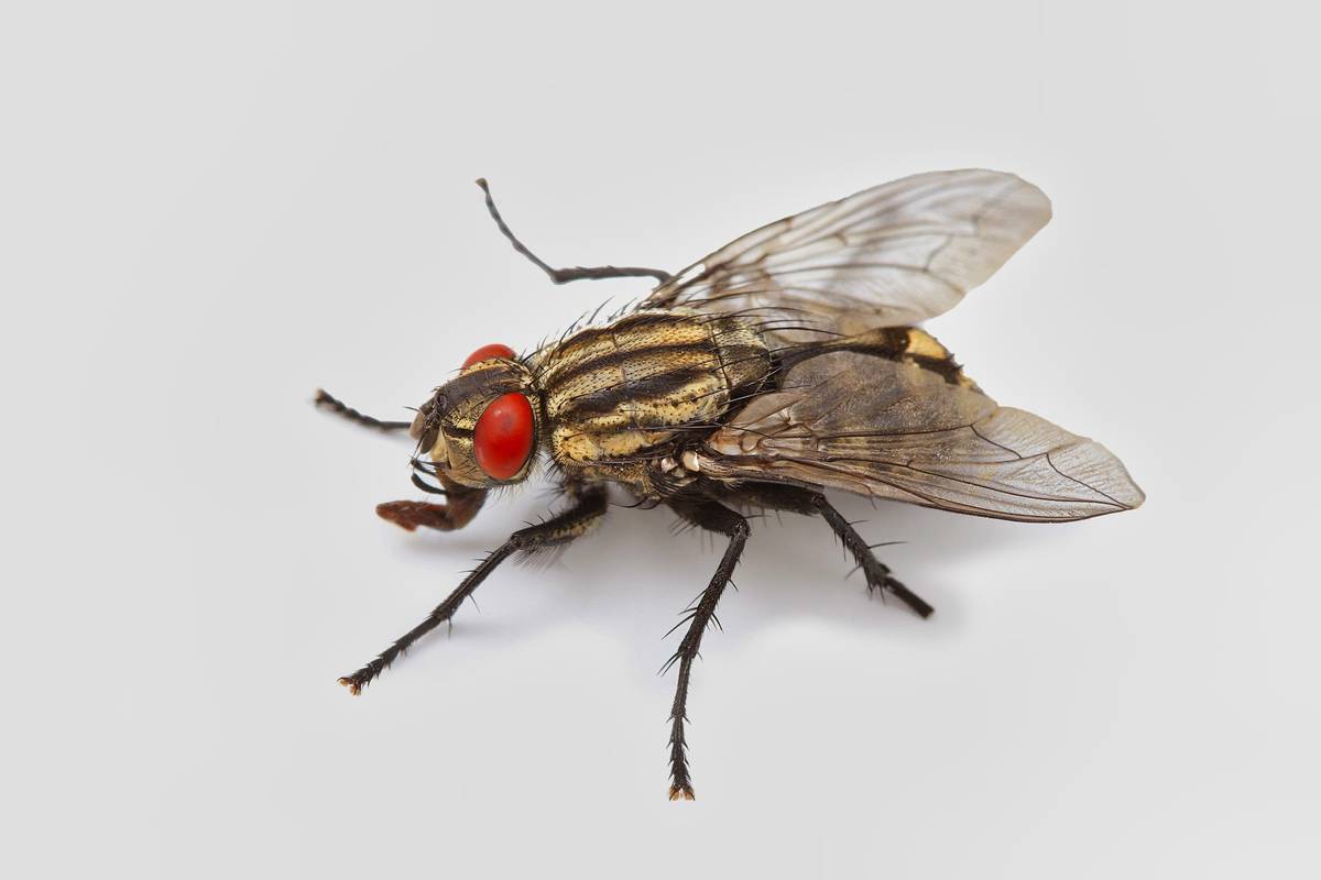 Fly Control & Extermination in New York City