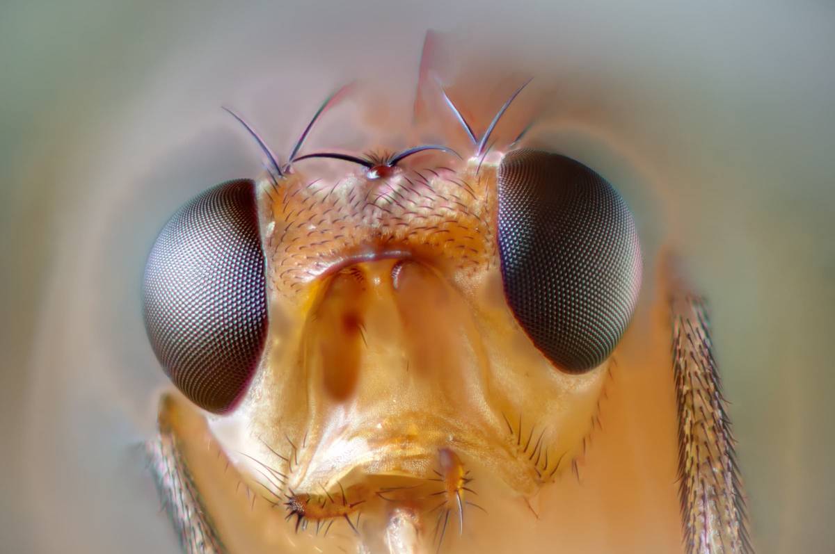 Photo inspiration: Fruit Fly Removal From Eaves Reference: Fruit Filth Fly Removal Control Nyc