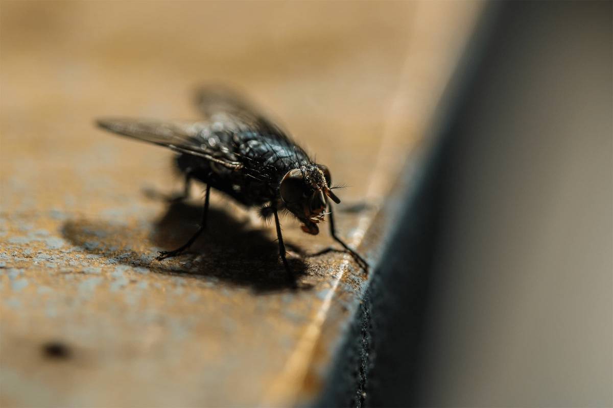 House Fly Treatment & Control in NYC | Standard Pest Management