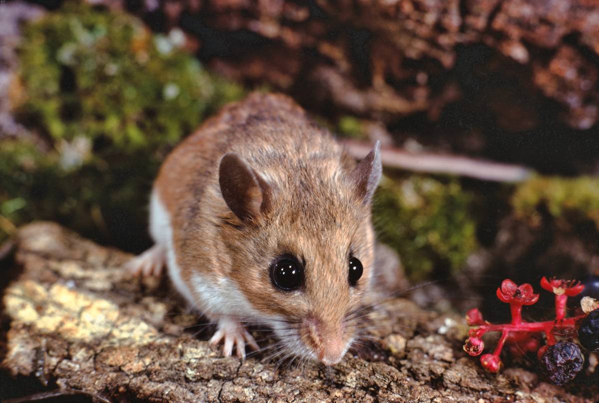 white footed mouse species