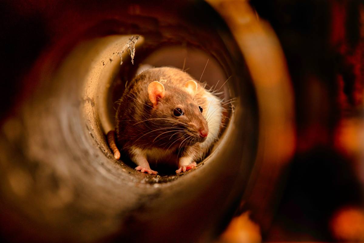 Rodent crawling around inside pipe
