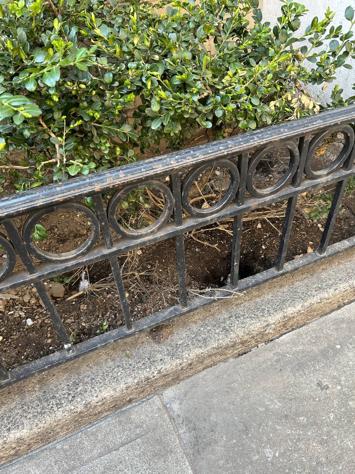 NYC tree planter rodent burrow