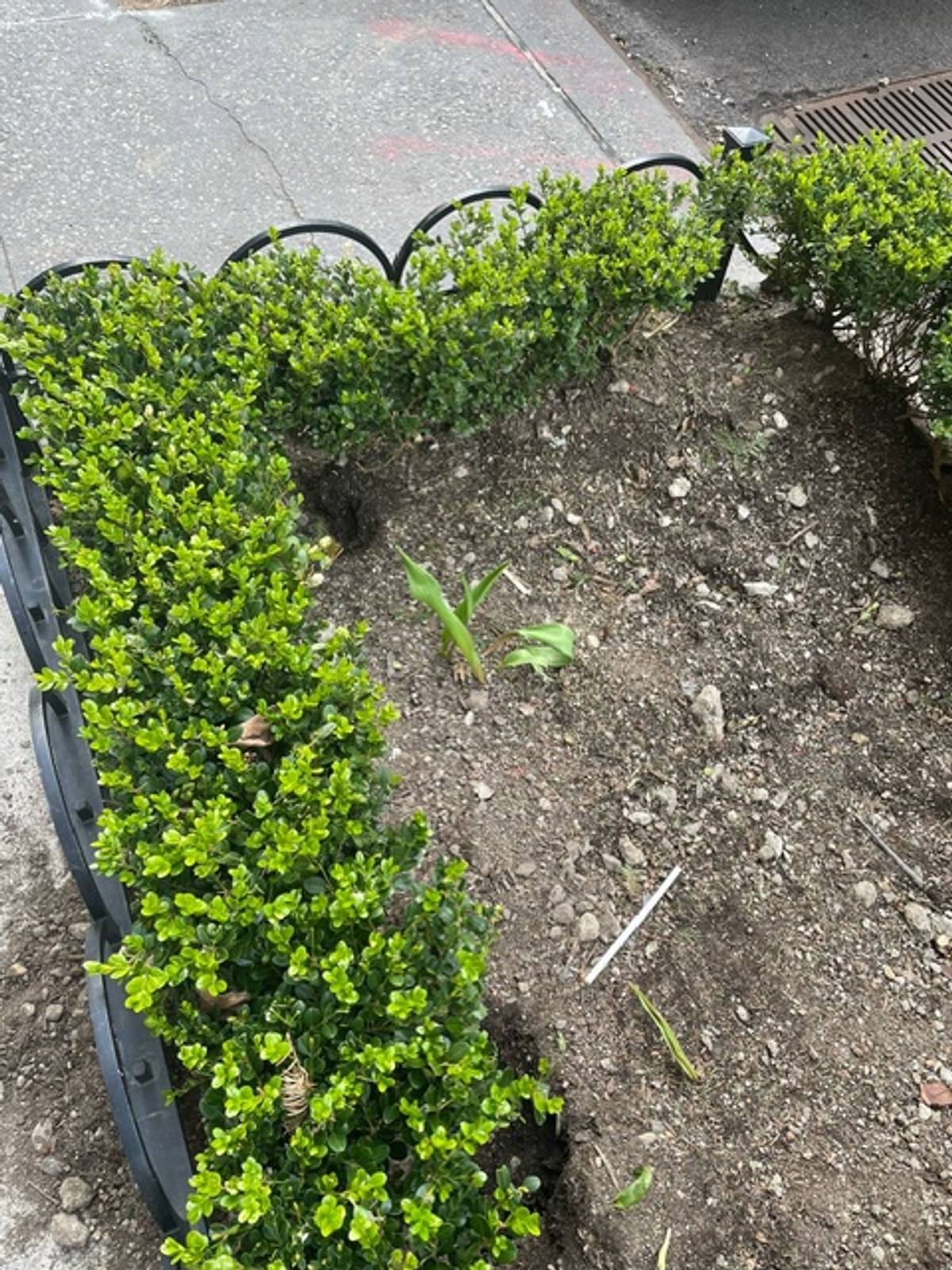 rodents hiding in sidewalk burrows in dirt