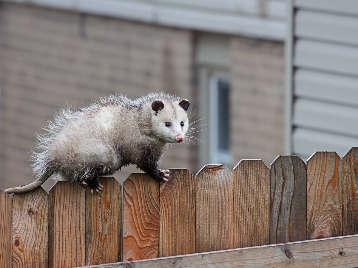 Opossum climbing on a Property Fence