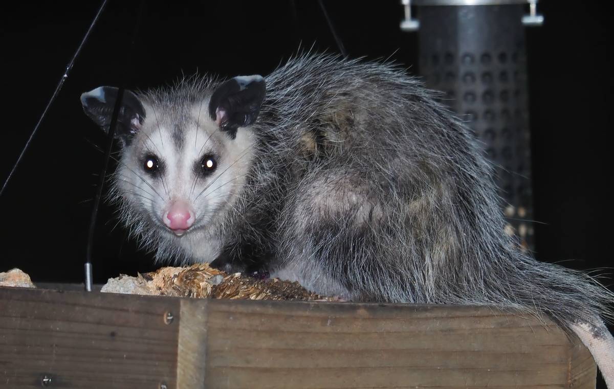Portrait of Opossum Nuisance Animal At Night
