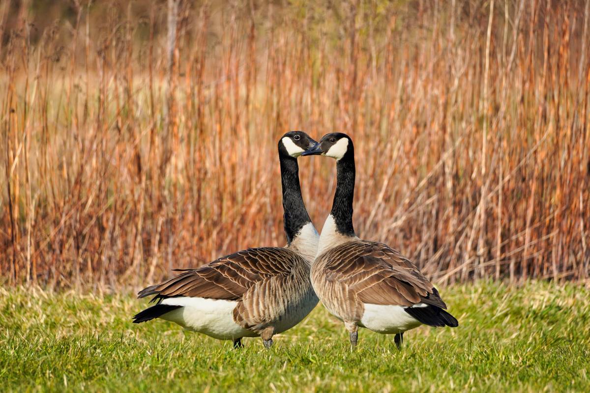 Two Canada geese Standing Around in Meadow