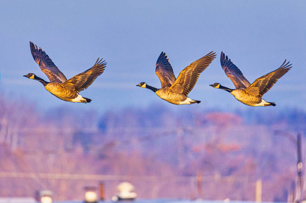 commercial canada geese flock flying away
