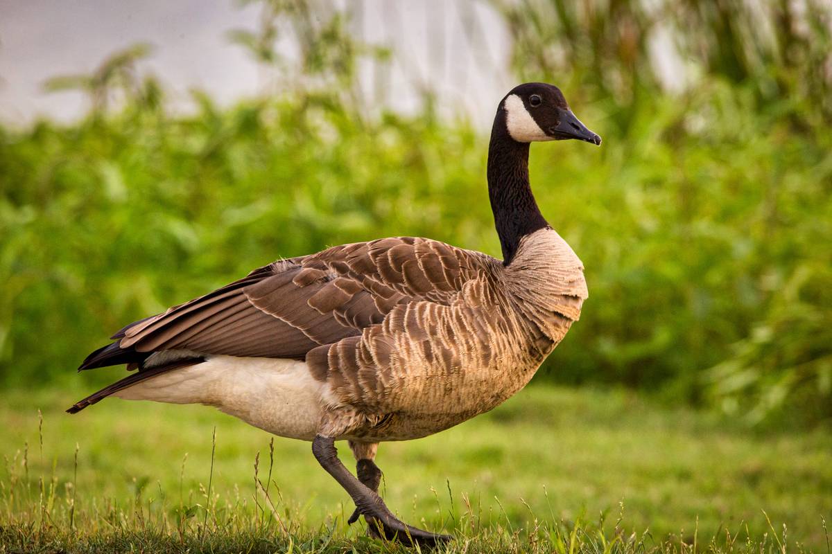 Canada goose in habitat