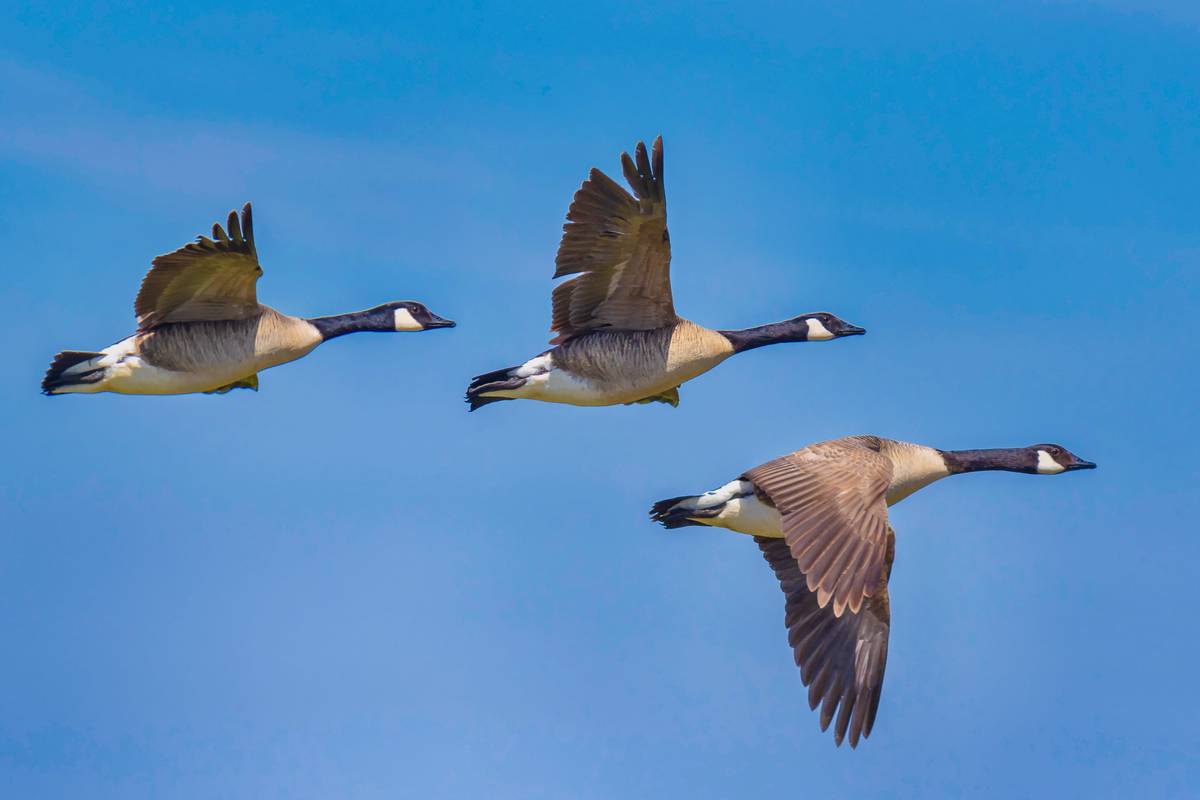 Canada geese flock flying away