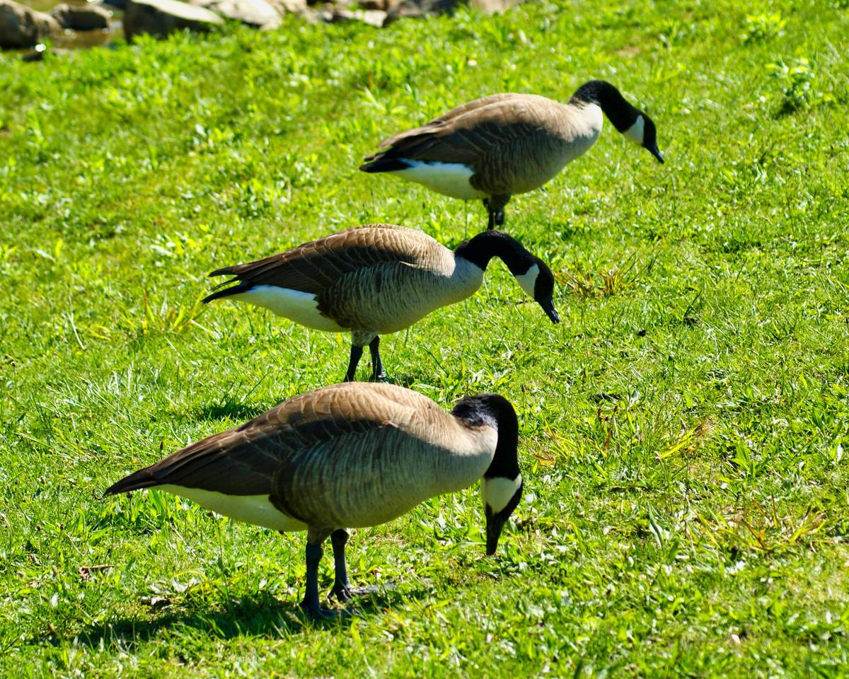 Trio of Canada geese standing around