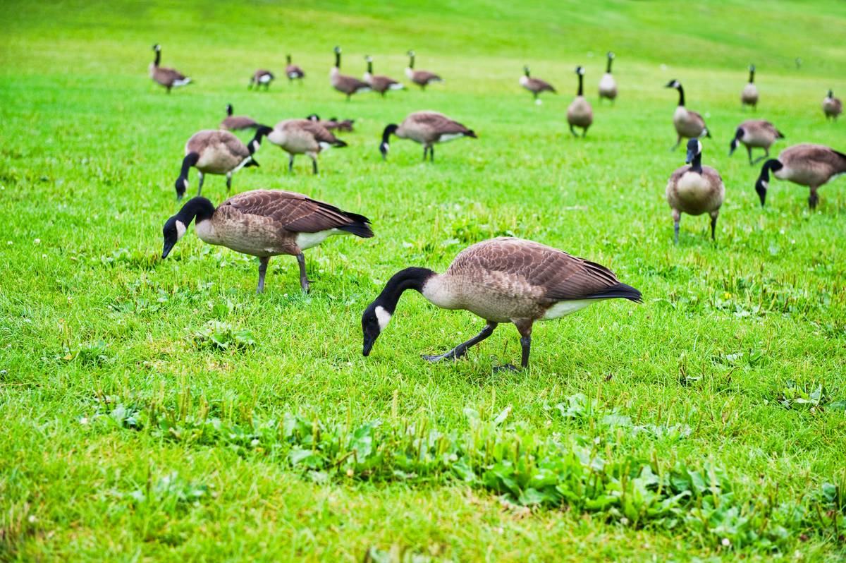 Entire Canada geese Flock