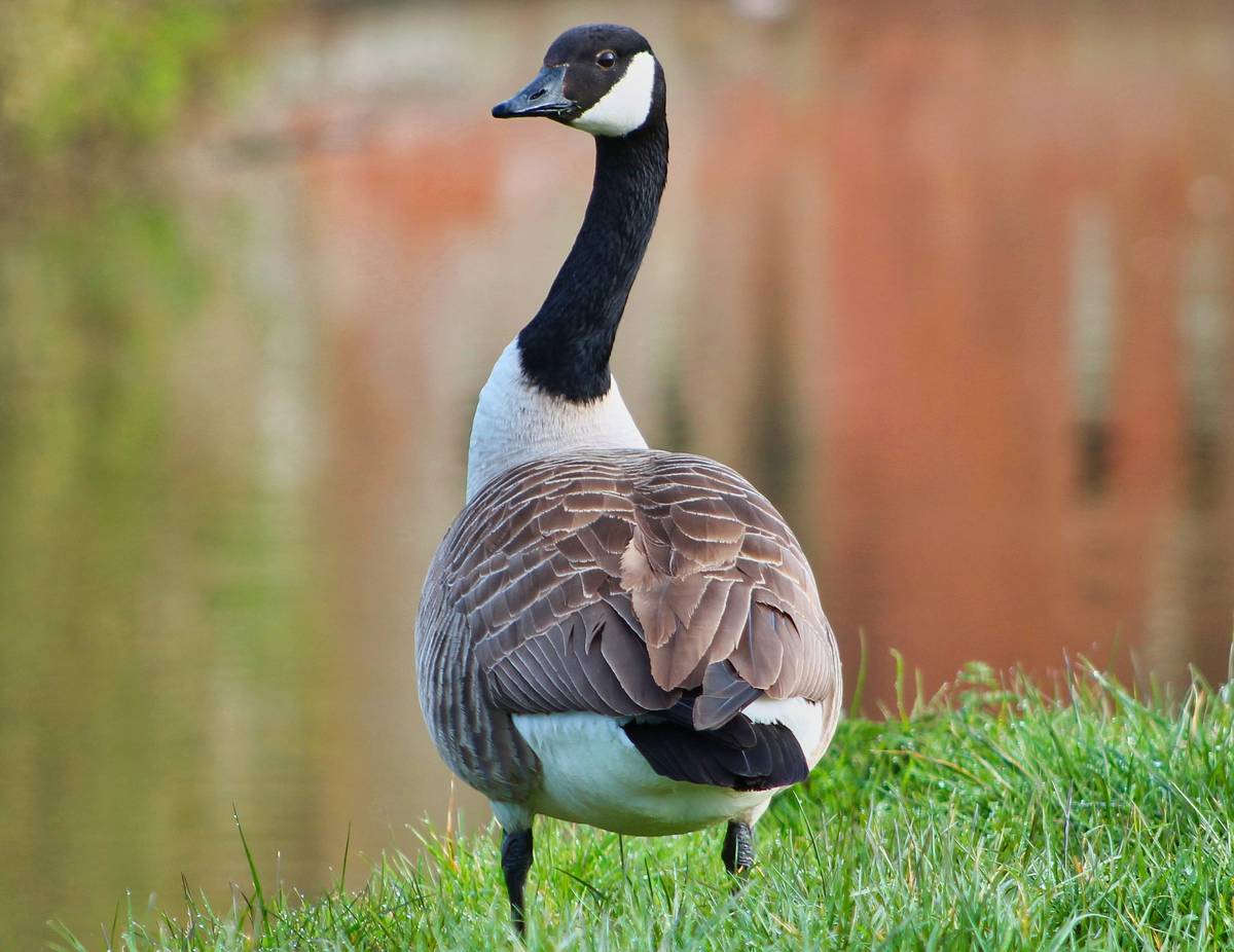Portrait of Canadian goose