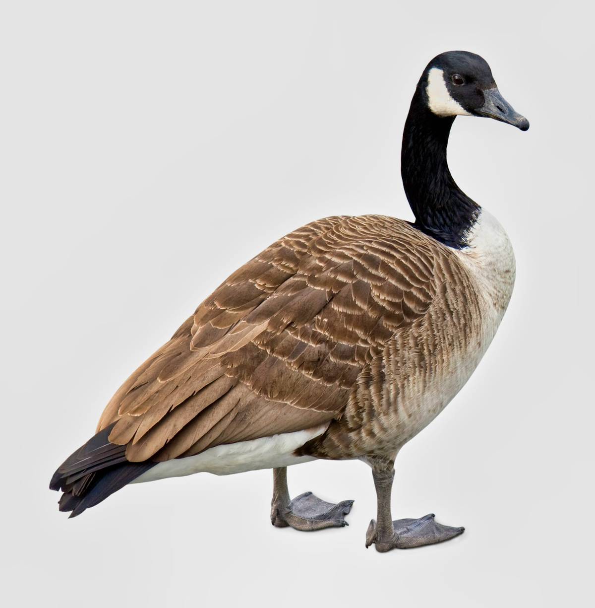 Canada goose species portrait