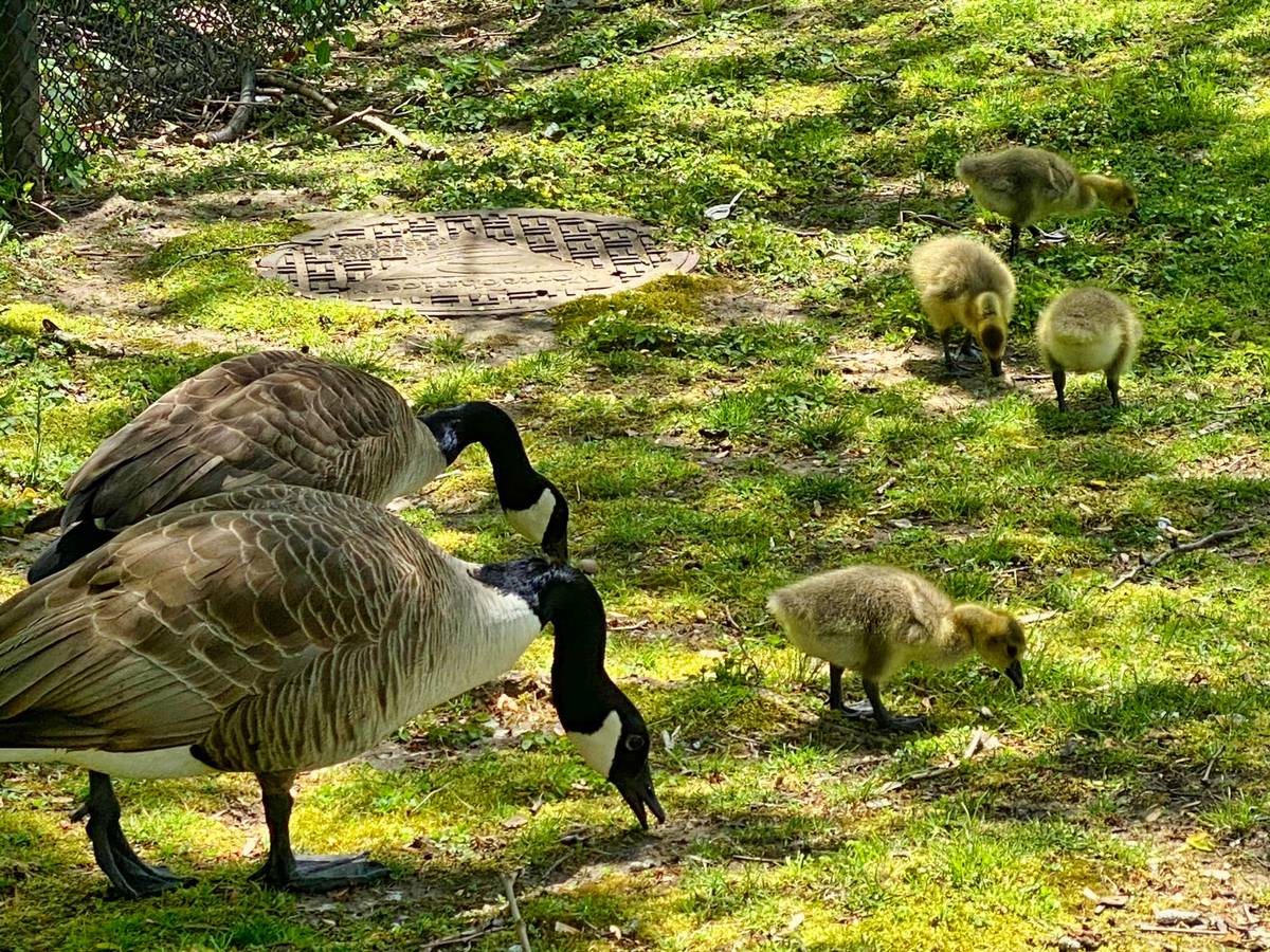 Canada geese with flock for egg addling services