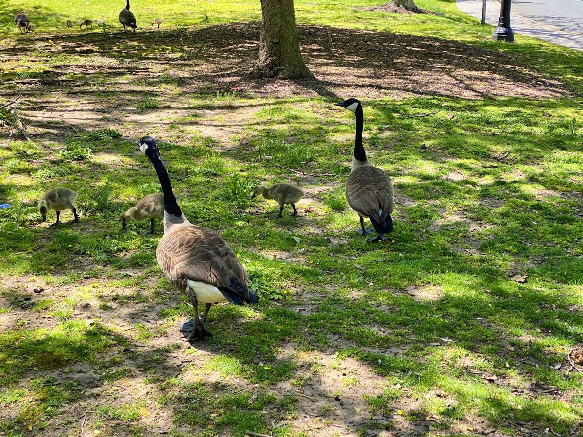 Canada geese flock walking around