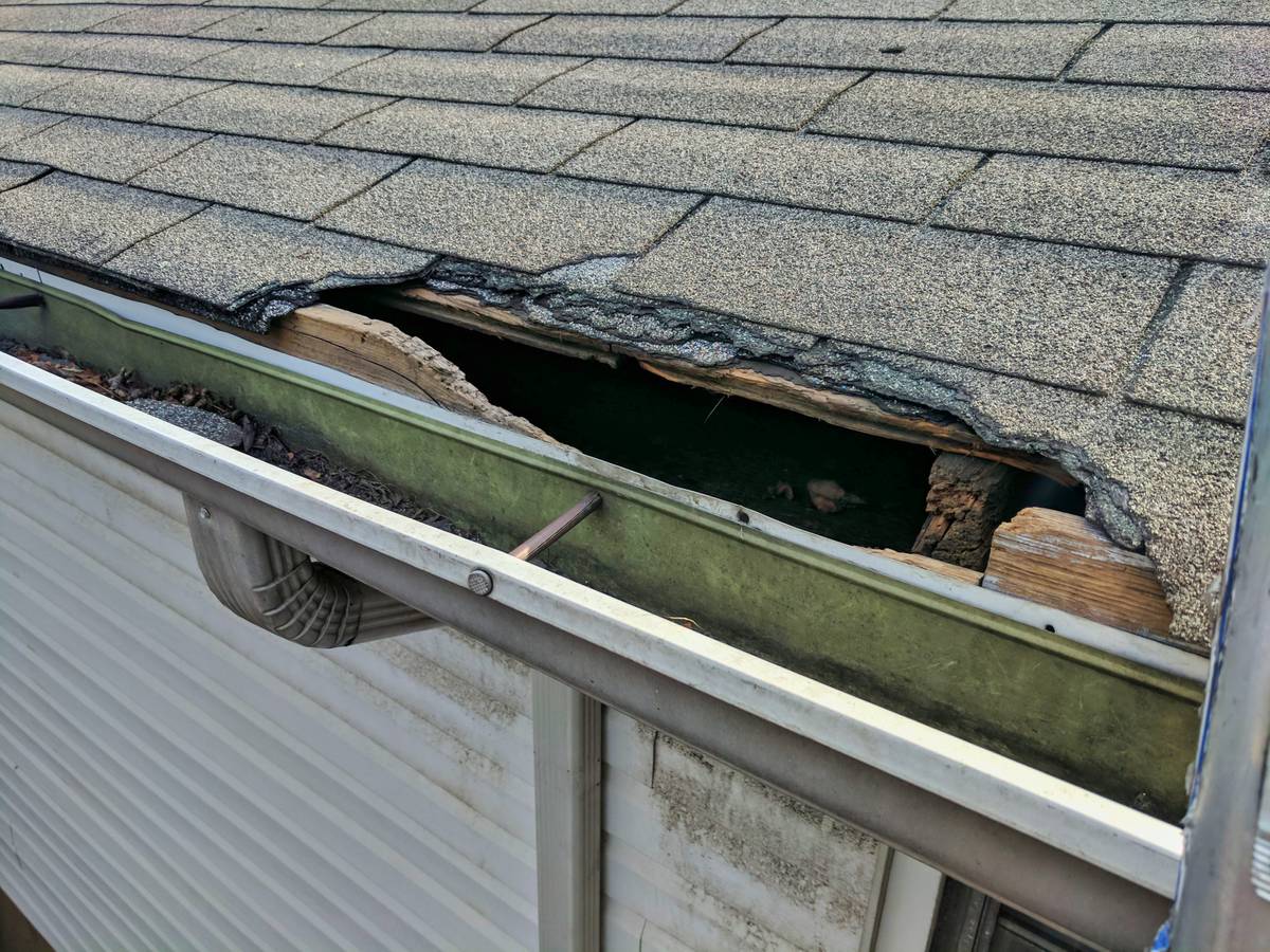 proof of animal intrustion through rooftop gutters