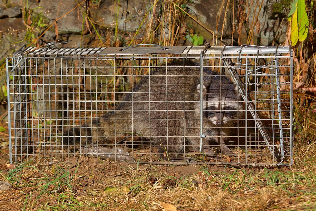 raccoon trapped in cage