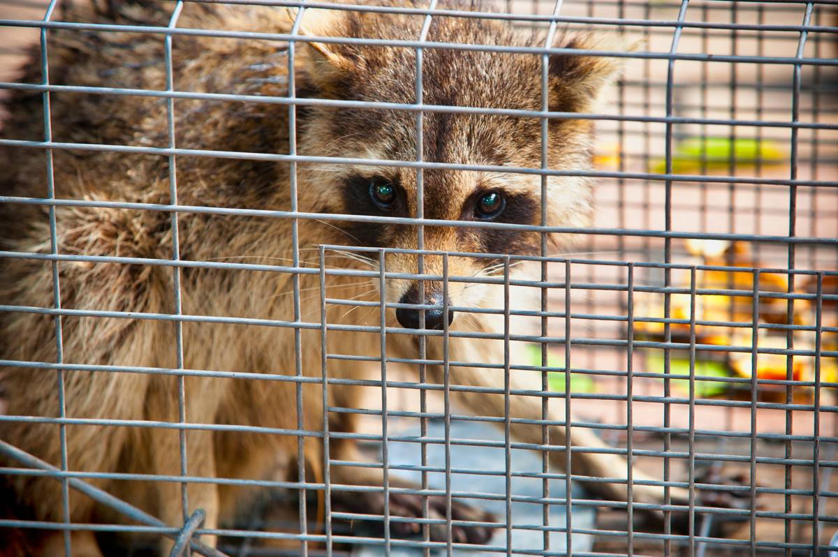 raccoon species in cage